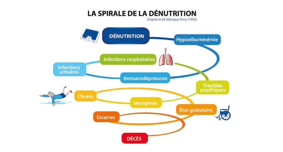 Les différentes étapes de la dénutrition