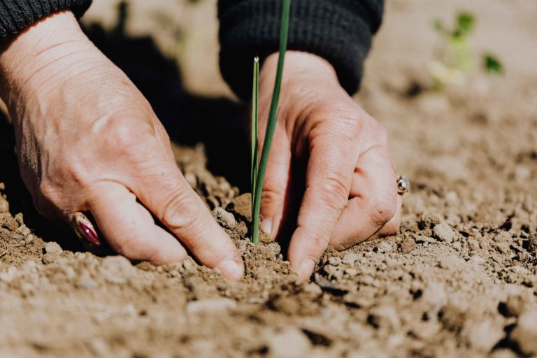 Nos astuces pour améliorer votre jardin