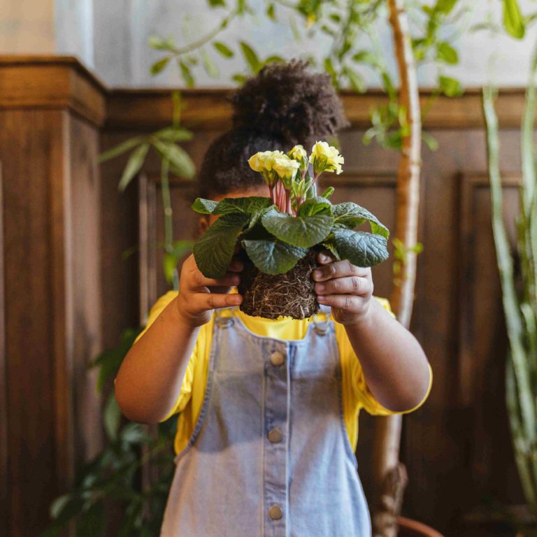 Les 5 plantes à avoir chez soi