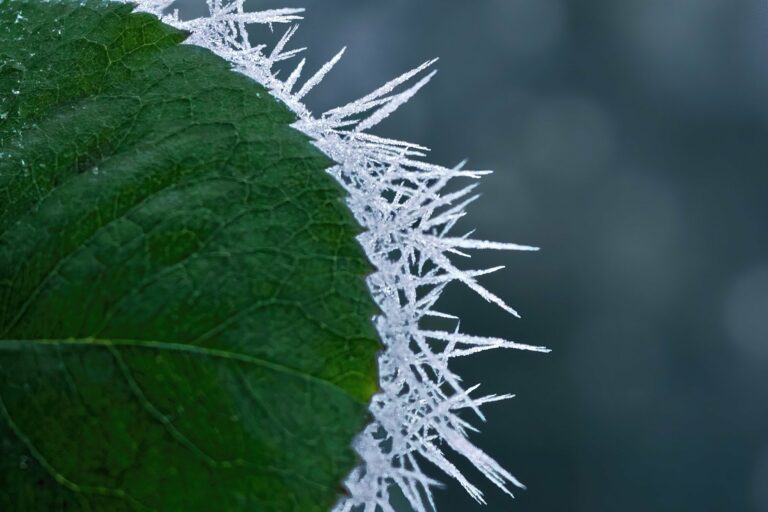 Jardin d’hiver, les 4 étapes efficaces pour qu’il dure