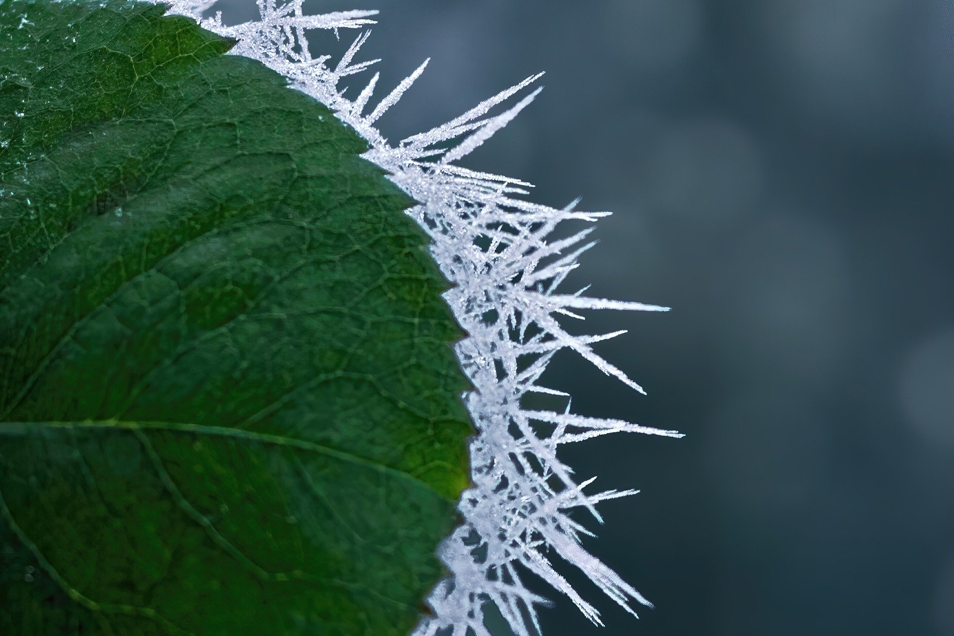 feuille verte prise par le gel