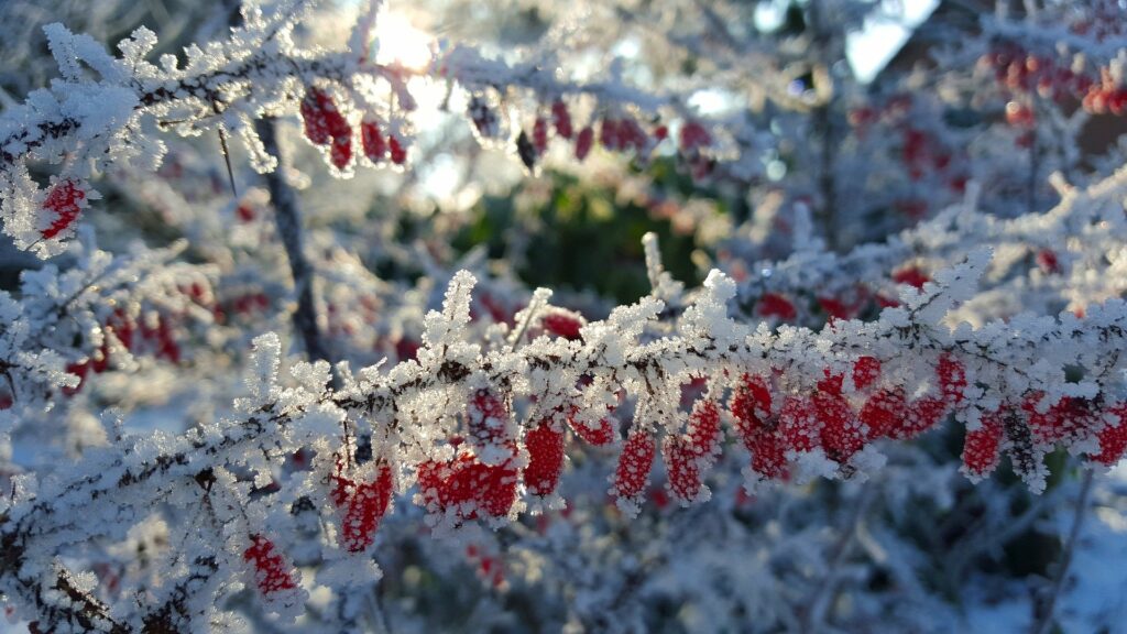 jardin d'hiver, petits fruits rouges gelés