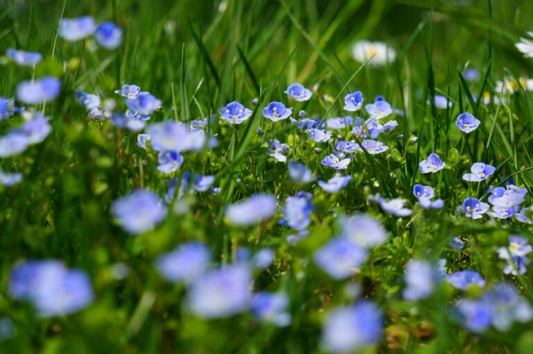 C’est le printemps, trucs et astuces de jardinage !