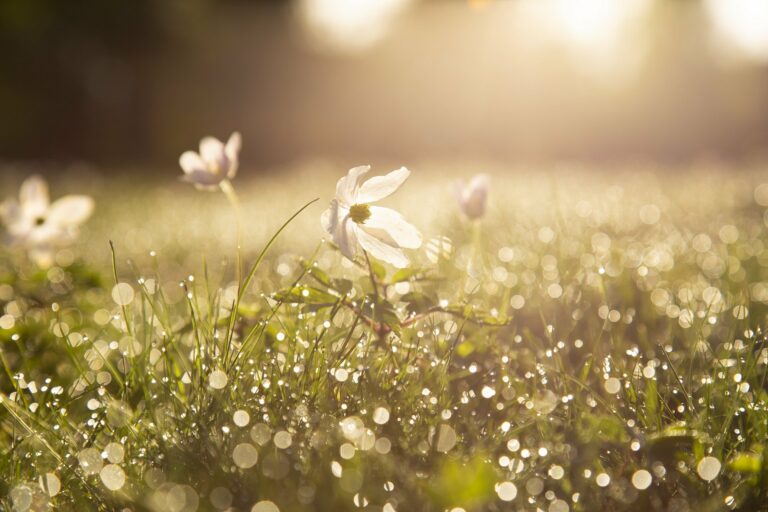 Le printemps : le réveil de la nature.