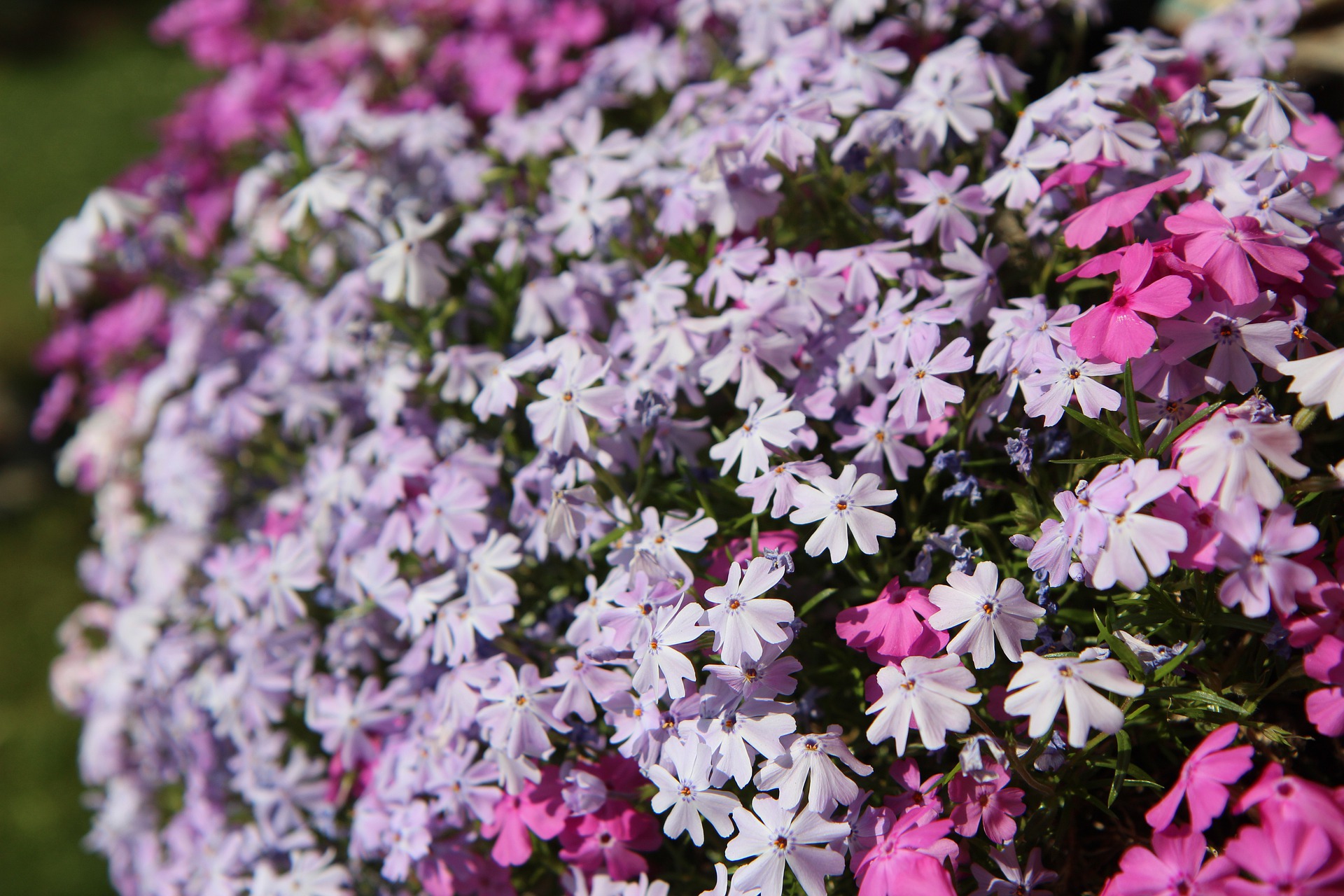 fleurs roses et violettes