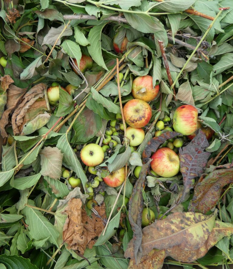 pommes pourries dans feuillage
