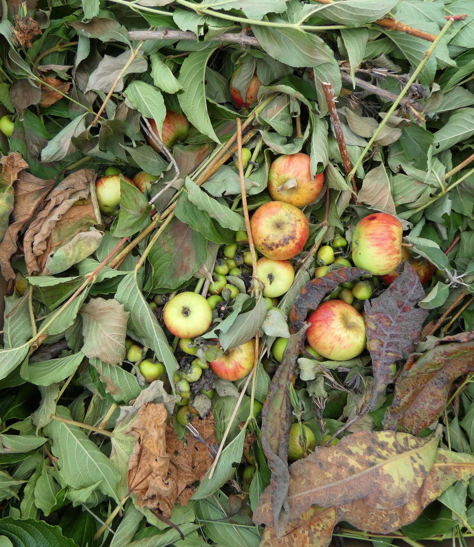 pommes pourries dans feuillage