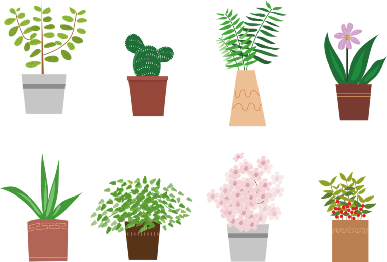 Comment rempoter une plante, les gestes à savoir