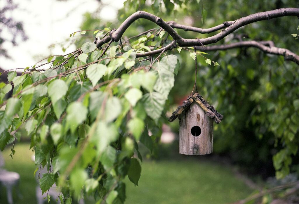 Nichoir à oiseaux : les 10 choses à savoir avant l'installation –  Gardenature