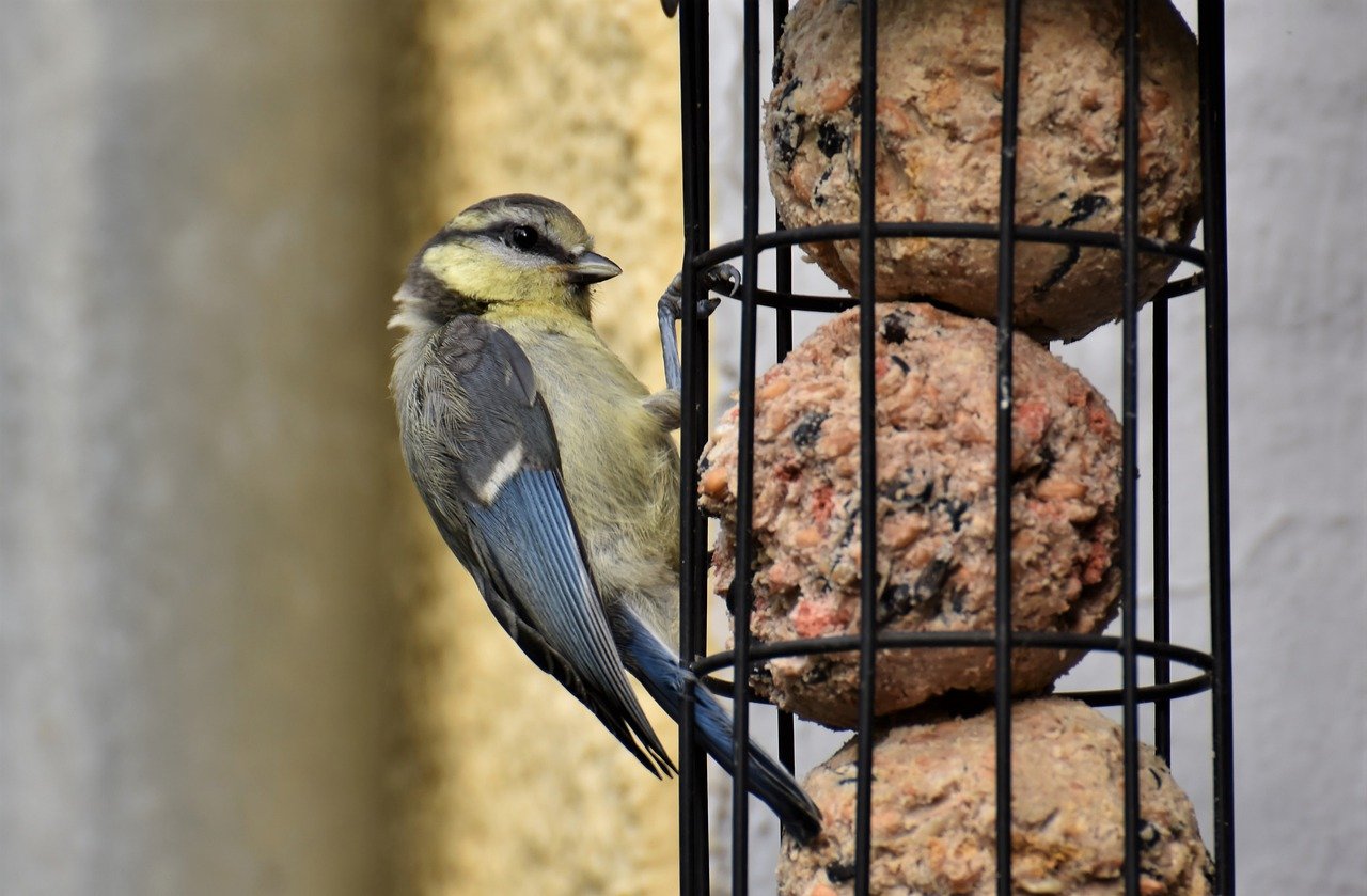 mésange et boule de graisse