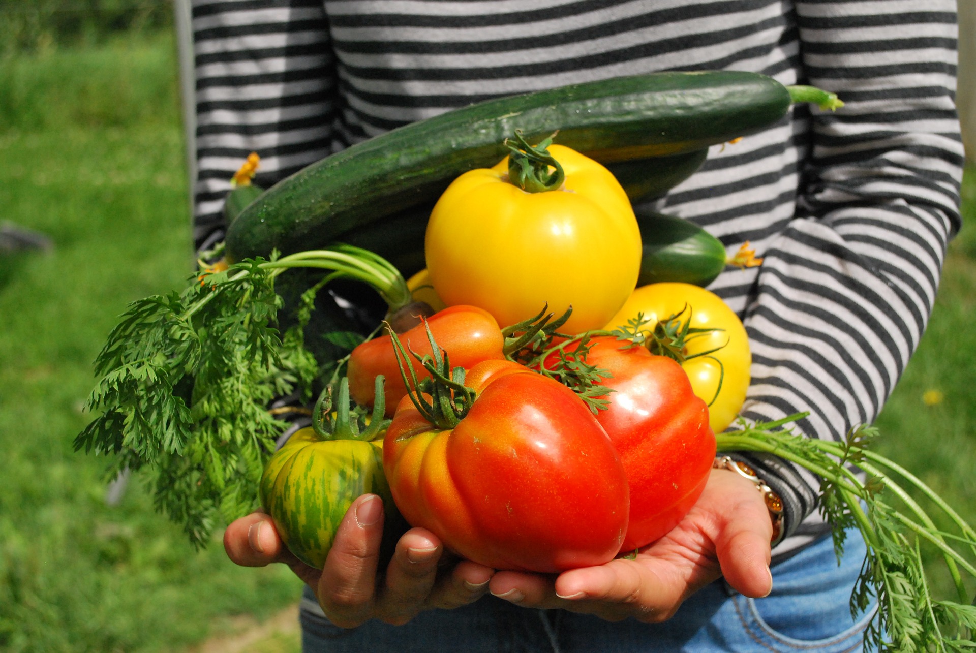 tomates et concombres