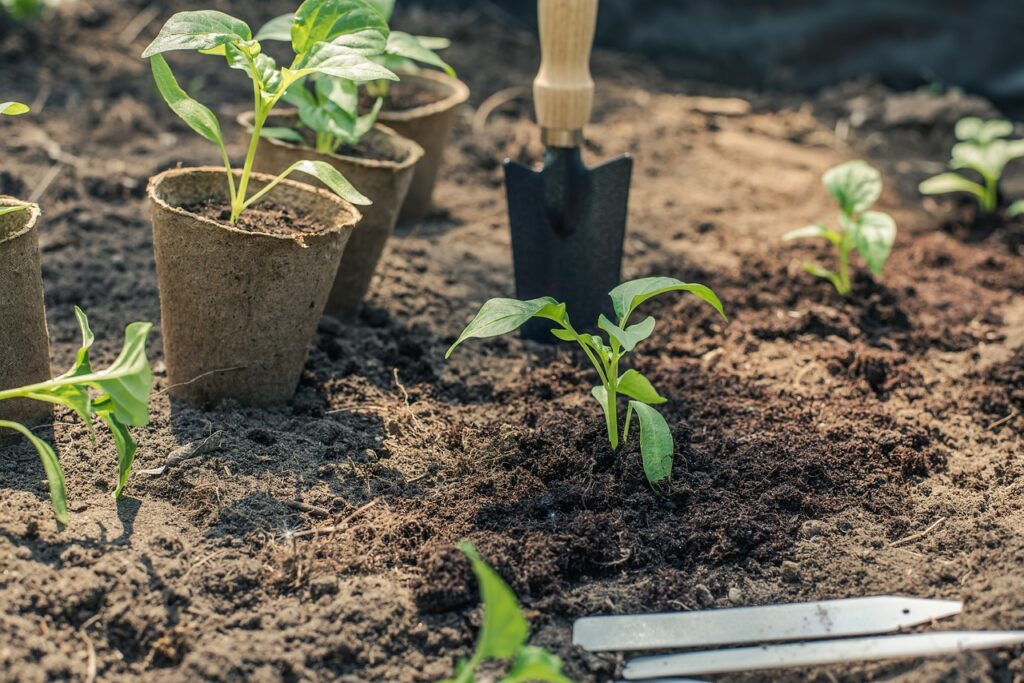 semis et potager