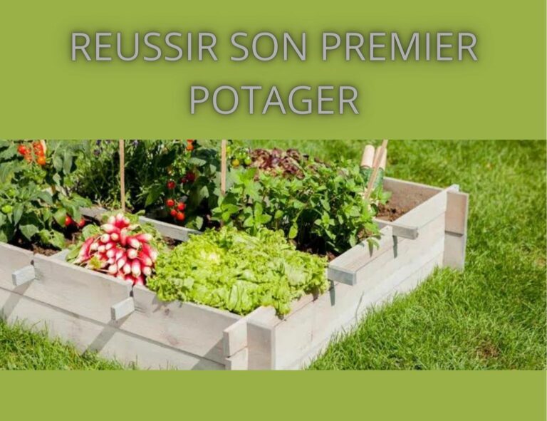 carré de potager prêt à être récolter