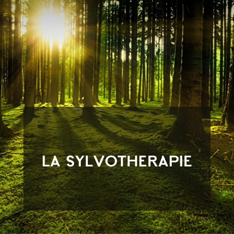 La sylvothérapie ou le bain de forêt.